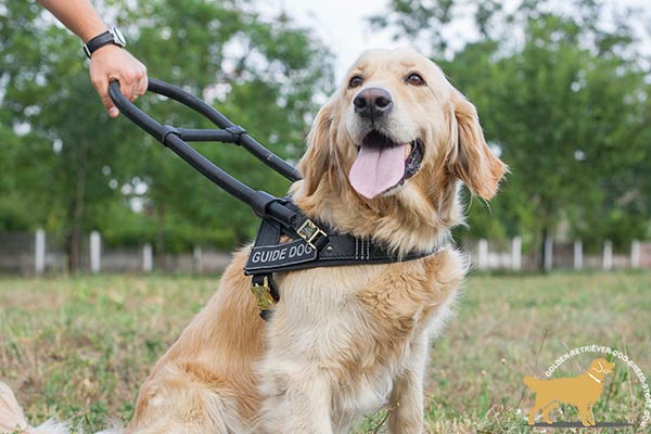 Guide and Assitance Leather Golden Retriever Harness