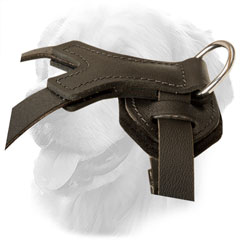 Extra Strong D-Ring on Golden Retriever Harness