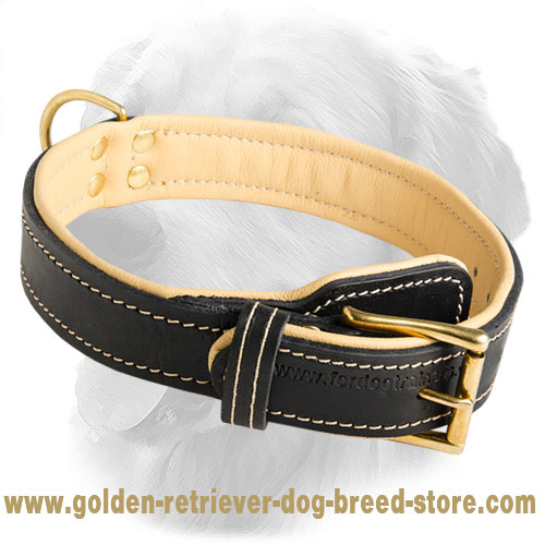 Golden Retriever Classic Nappa Padded Leather Collar
