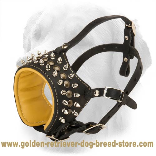 Golden Retriever Spiked and Studded Leather Muzzle