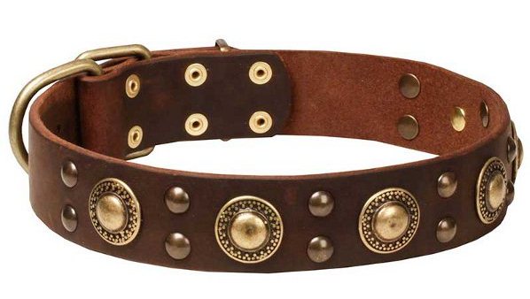 Leather Golden Retriever Collar with Circles and Half-Ball Studs