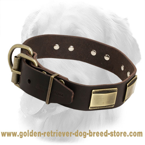 Designer Leather Golden Retriever Collar with Brass Plates