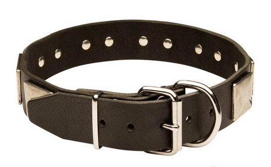 Handcrafted Leather Golden Retriever Collar with Vintage Plates