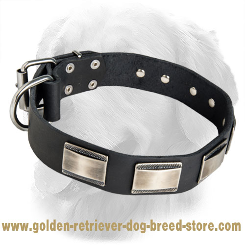 Gorgeous Golden Retriever Leather Collar with Nickel Plates