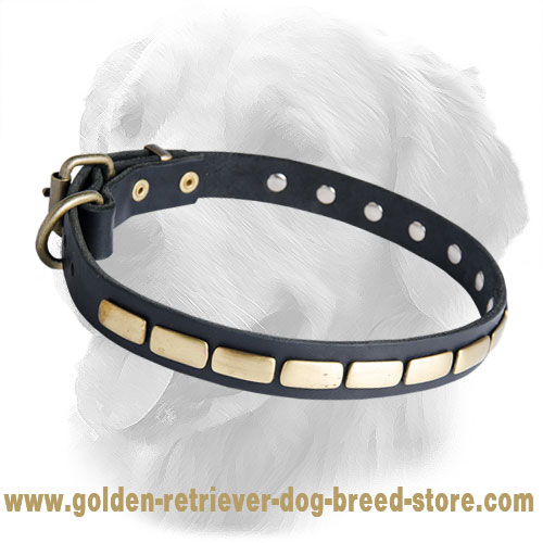 Golden Retriever Leather Collar Small Brass Plates