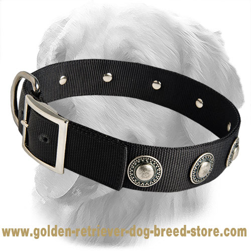 Golden Retriever Nylon Collar with Silver Conchos
