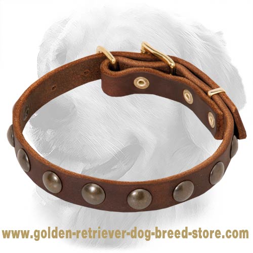 Golden Retriever Leather Collar with Brass Half-Ball Studs