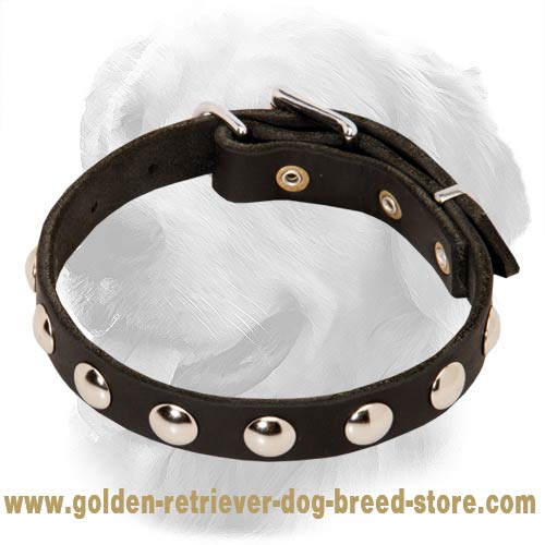 Golden Retriever Leather Collar with Half-Ball Studs