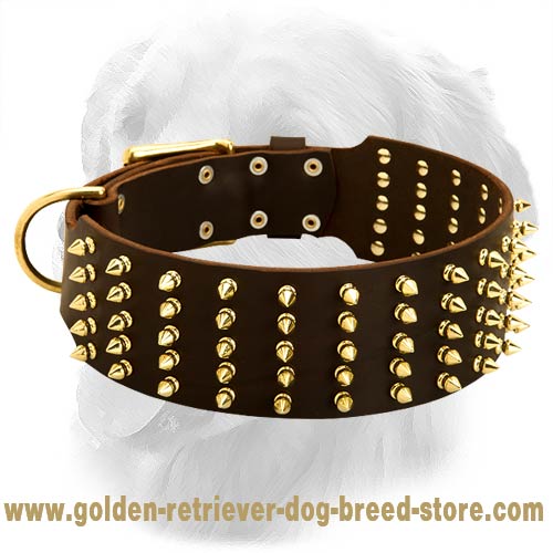 Golden Retriever Extra Wide Leather Collar with Brass Spikes