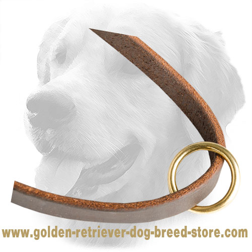 Brass O-Ring on Leather Golden Retriever Leash