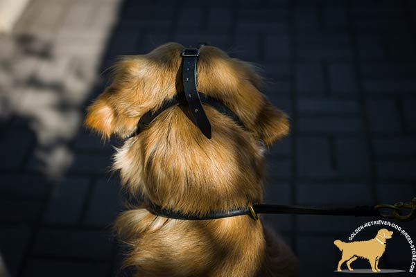 Well-fitted Golden Retriever Muzzle with Adjustable Straps