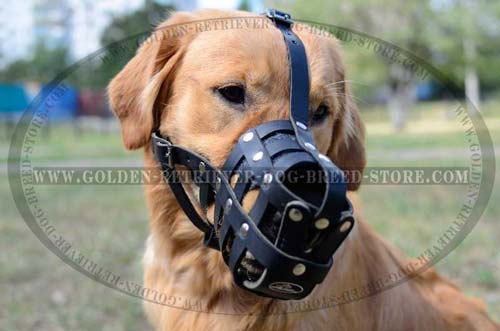 Practical Leather Muzzle for Sporty Dogs