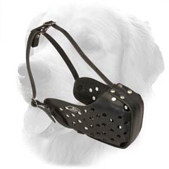 Military Leather Muzzle for Golden Retrievers