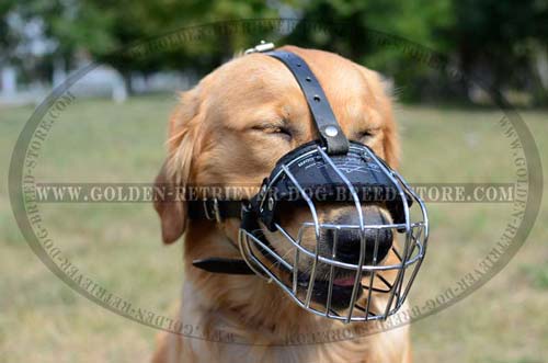 Extra Comfortable Muzzle for Golden Retrievers