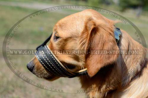 Golden Retriever Snout Shut Muzzle