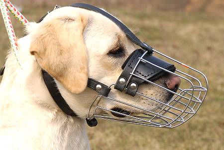 Metal Cage Muzzle for Golden Retrievers