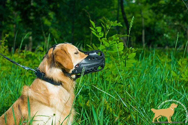 Golden-Retriever leather muzzle felt padded with riveted hardware for walking