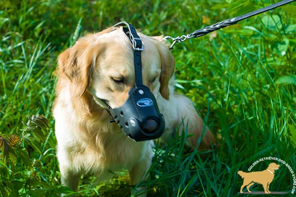 Handcrafted Golden Retriever Muzzle of Hard Leather