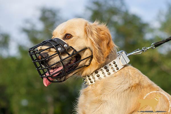 Lightweight Metal Muzzle for Golden Retriever