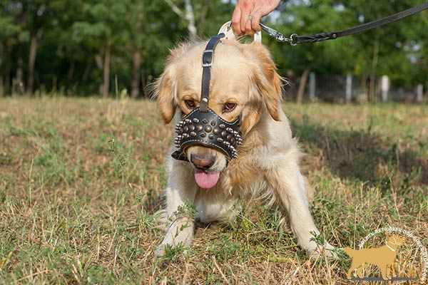 Royal Design Leather Golden Retriever Muzzle