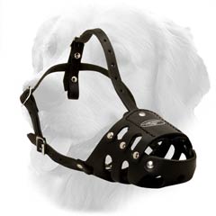 Leather Muzzle Golden Retriever