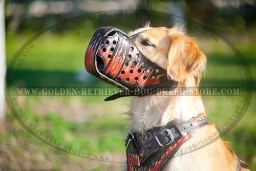 Stylish Golden Retriever Muzzle