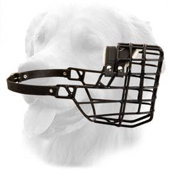 Golden Retriever Winter Muzzle