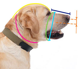 How to
measure your Golden Retriever