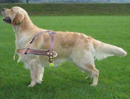 Golde Retrieve Tracking/Pulling Leather Dog Harness also walking