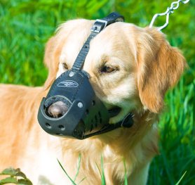 muzzle leash